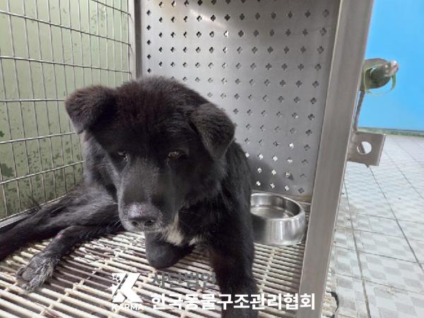 종료(반환) 믹스견…