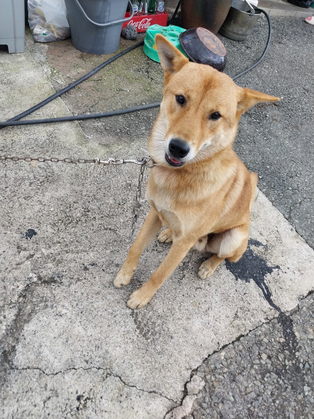 종료(반환) 믹스견…