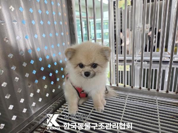 종료(반환) 포메라…