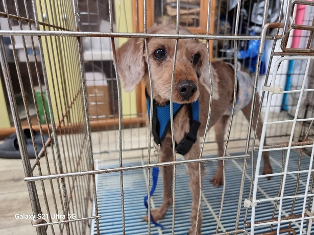 종료(반환) 믹스견…