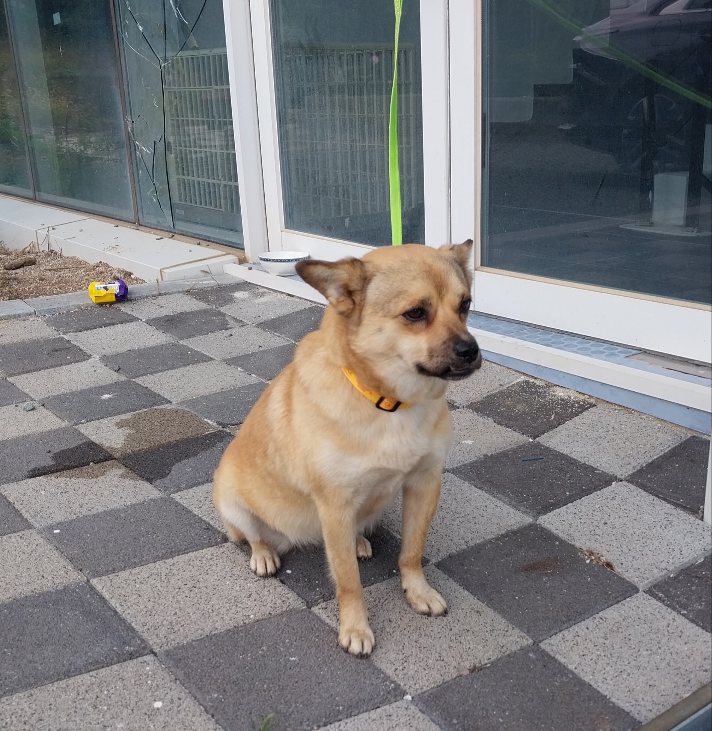 종료(입양) 믹스견…