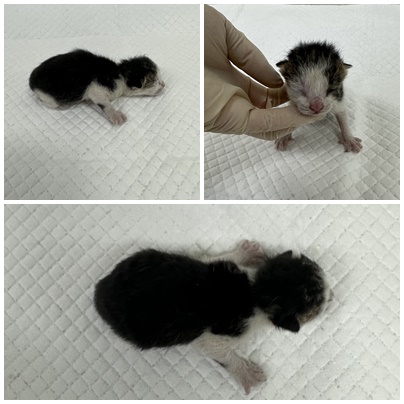 보호중 한국 고양이…