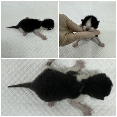 논산시 동물보호센터_444454202501015