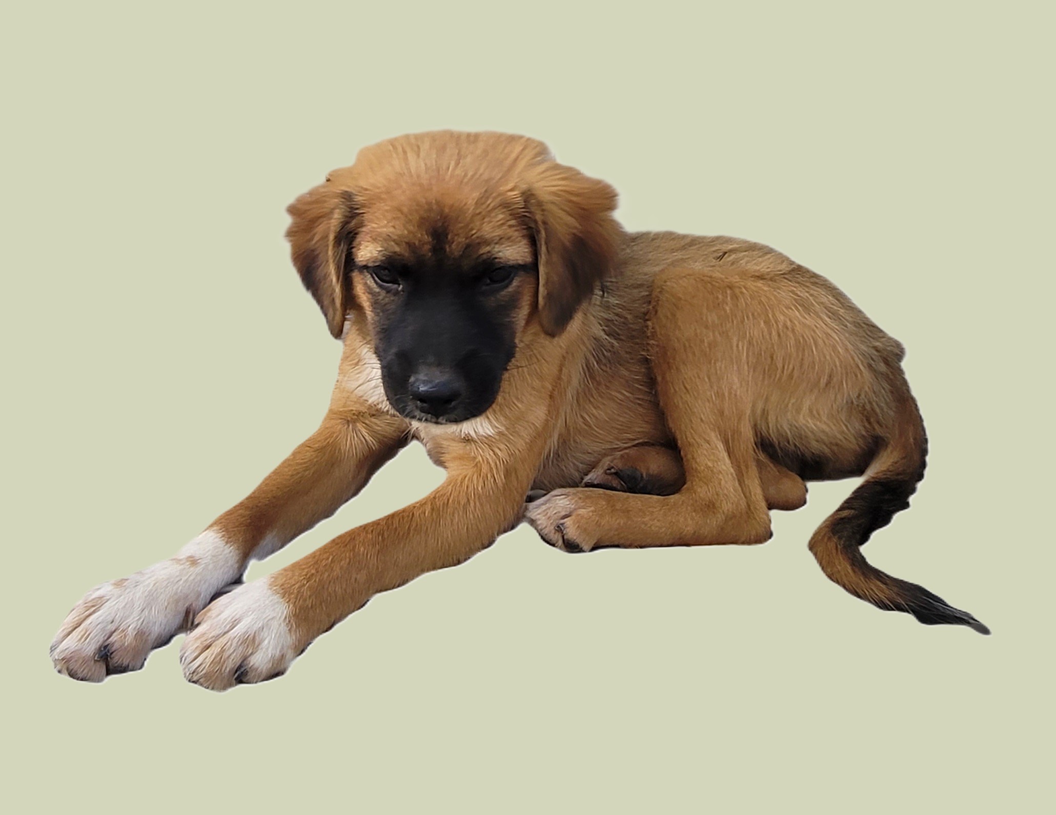 보호중 믹스견의 가…