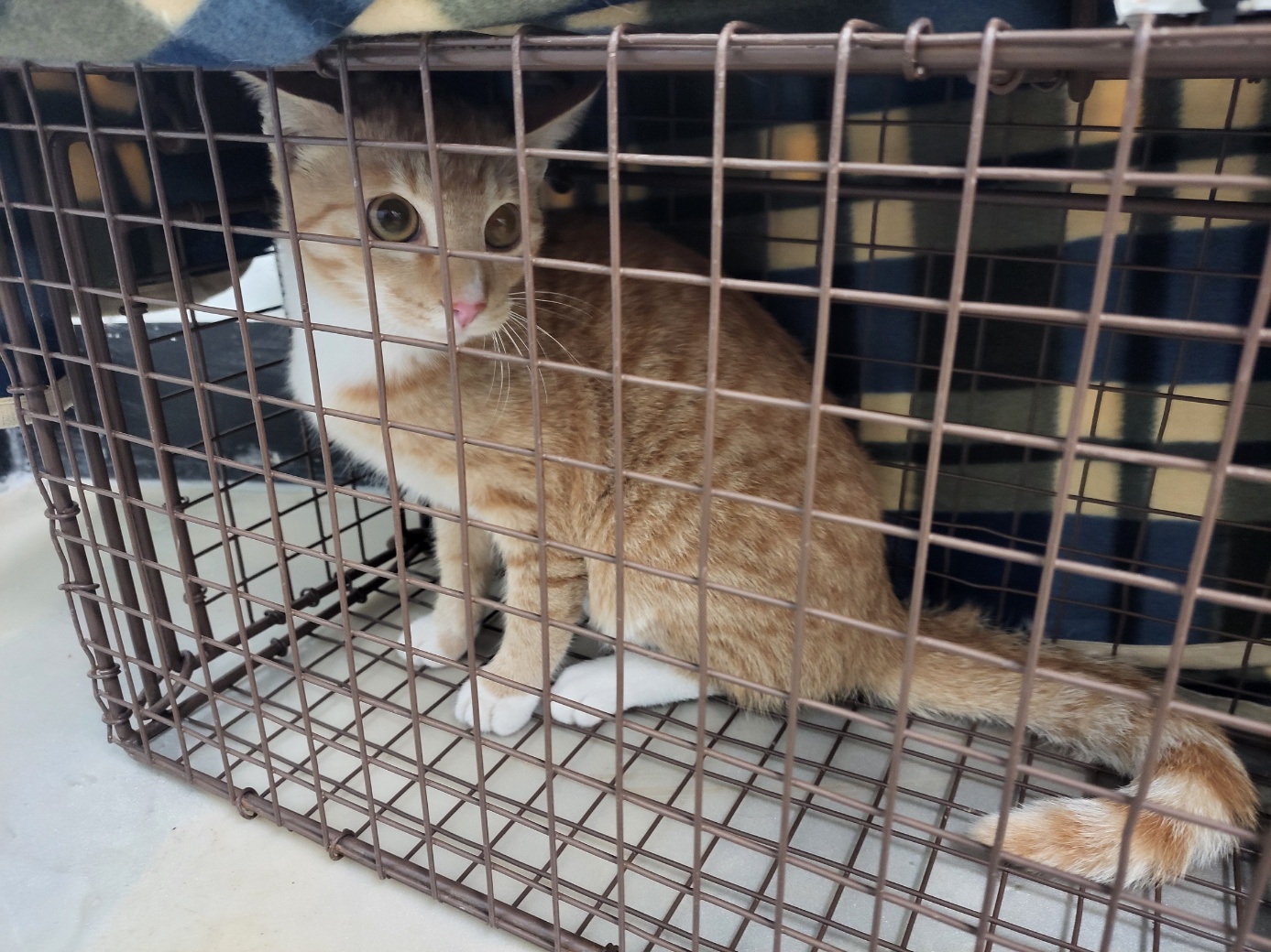 종료(방사) 한국 …