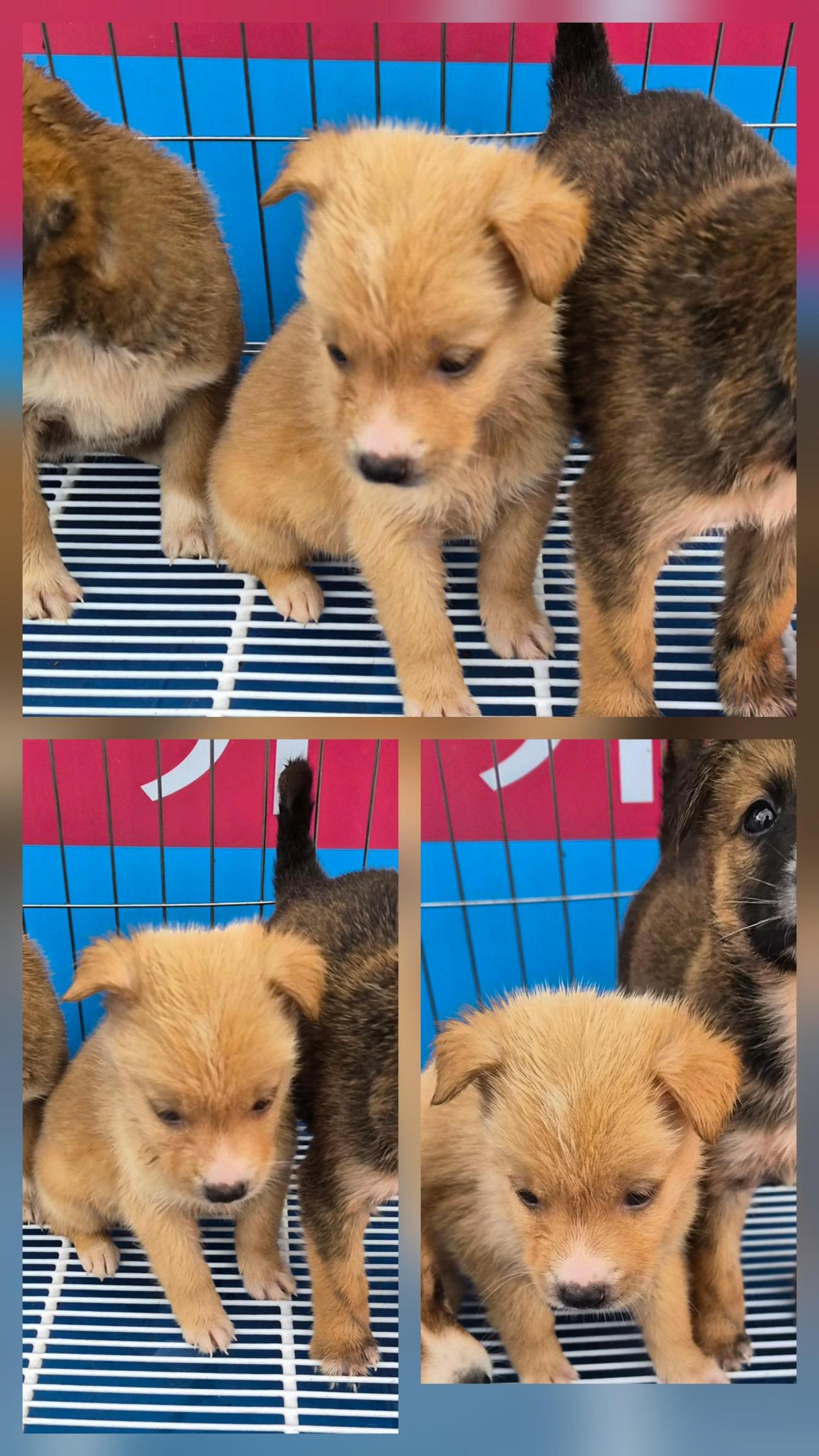 종료(입양) 믹스견…