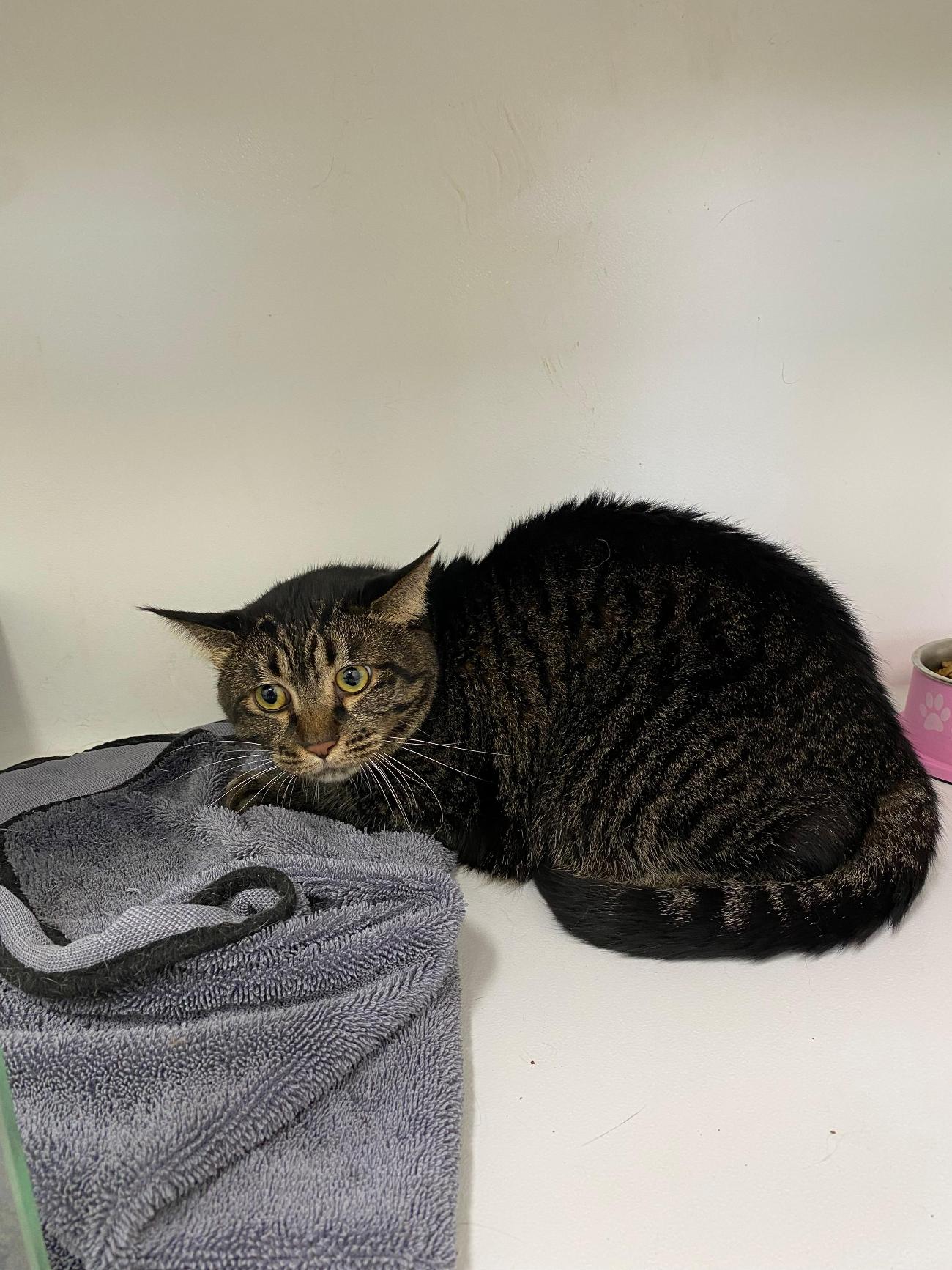 보호중 한국 고양이…