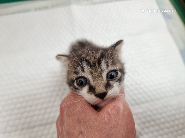 종료(입양) 한국 …