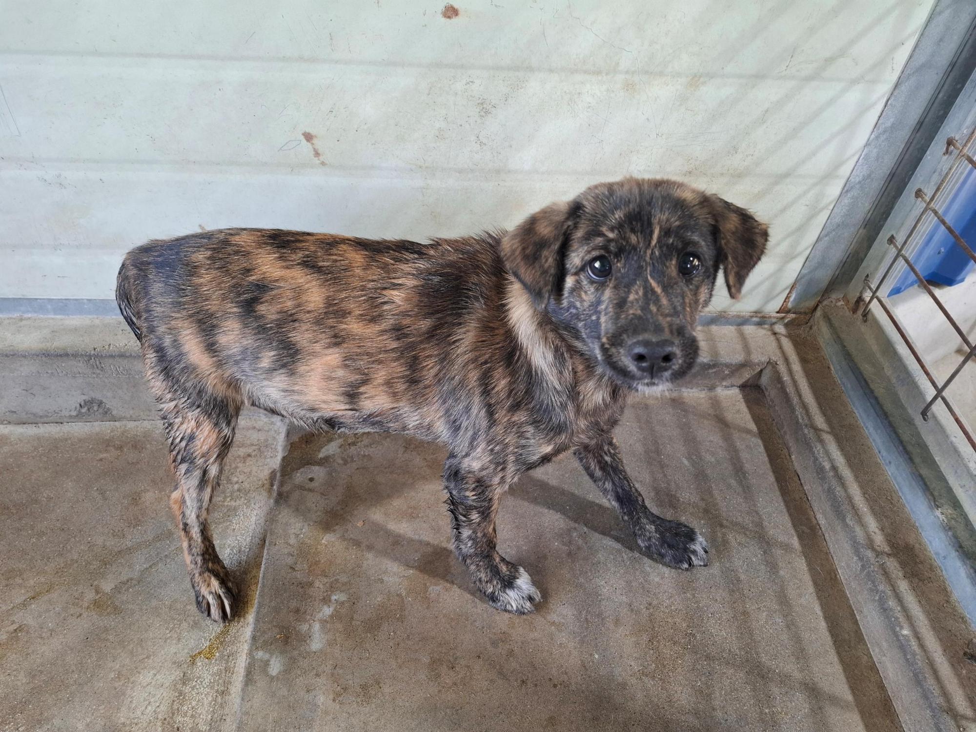 보호중 믹스견의 가…