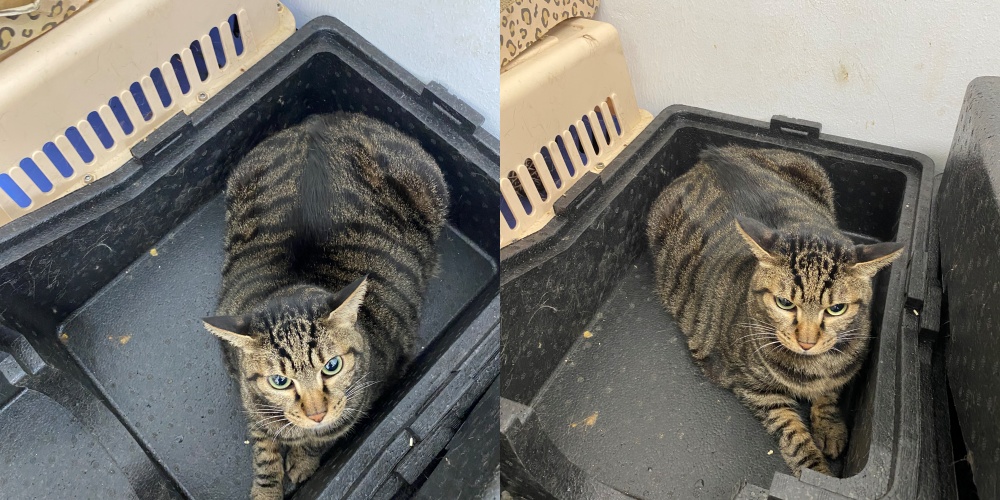 구미시 동물보호센터_447508202501304