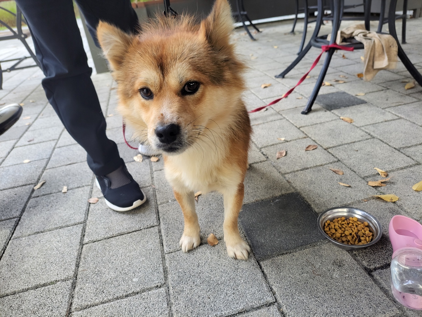 보호중 믹스견의 가…