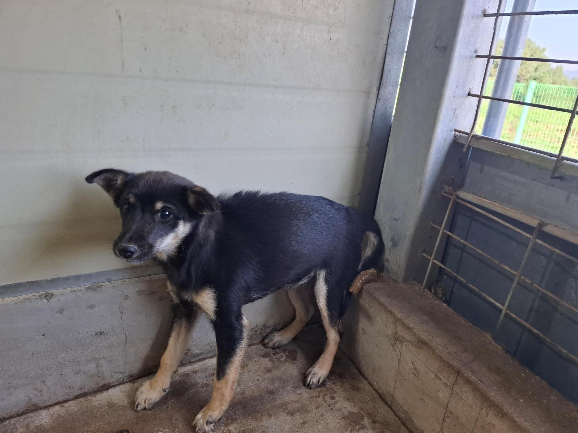 보호중 믹스견의 가…