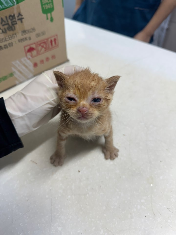 대구시수의사회(동인)_427341202500673