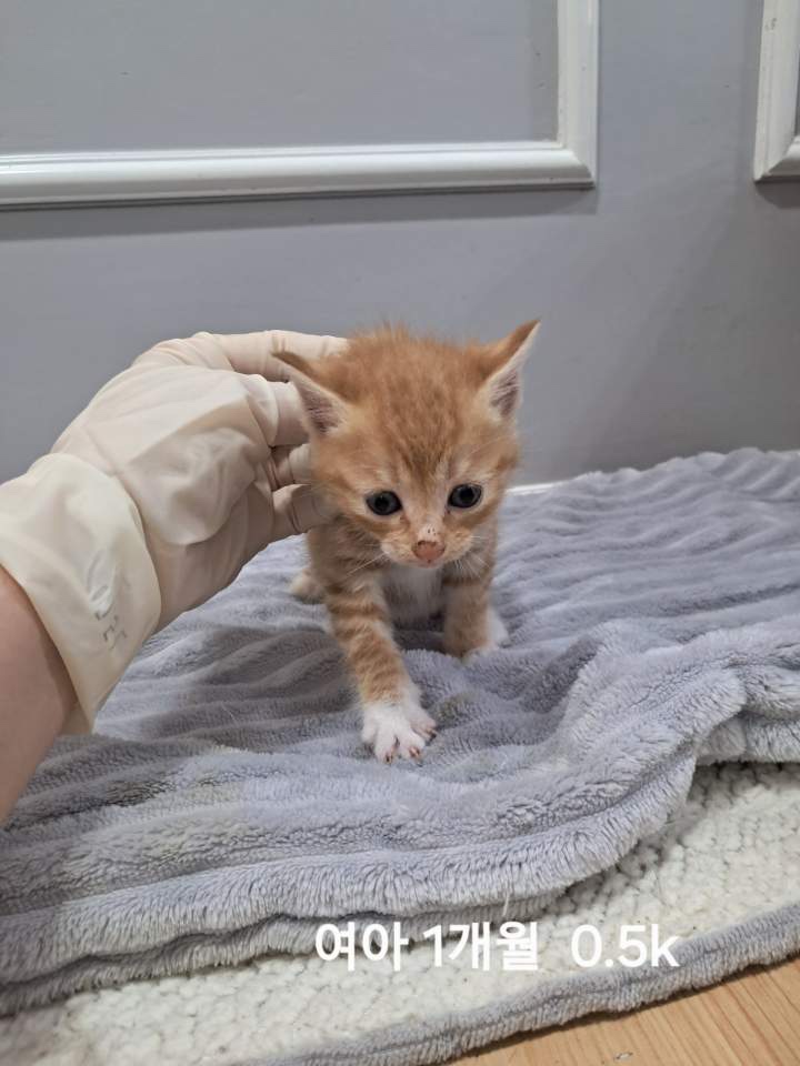 보호중 한국 고양이…