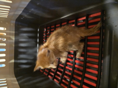 보호중 믹스묘의 가…