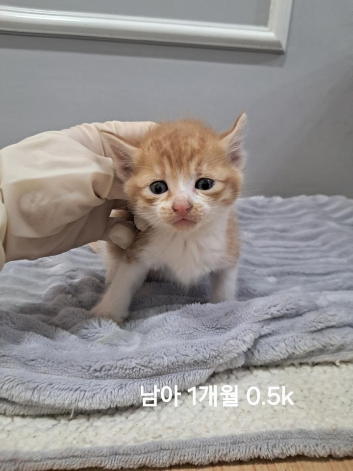 보호중 한국 고양이…