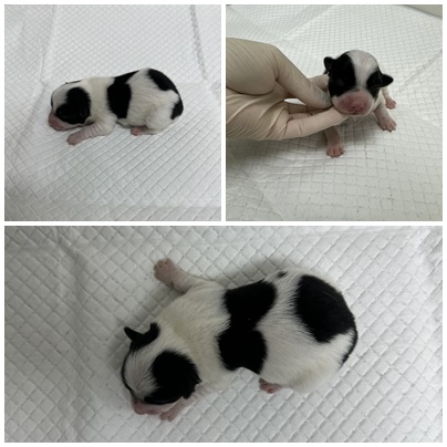 보호중 믹스견의 가…