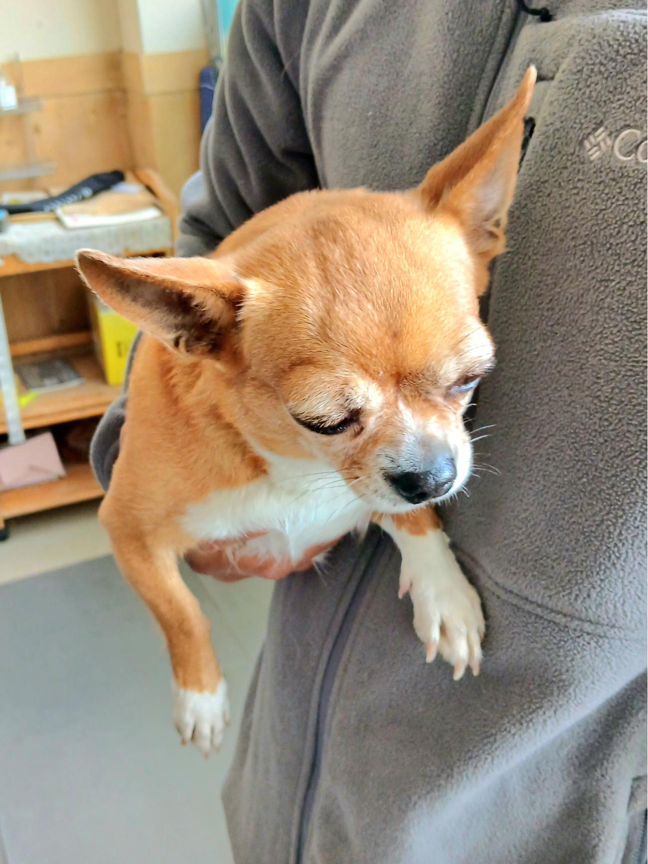 금왕동물병원_443447202501091