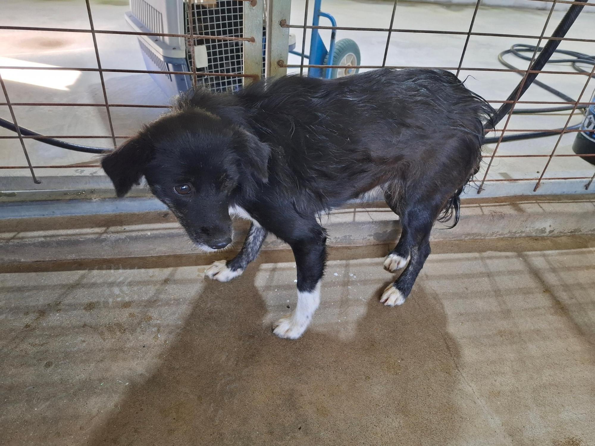 보호중 믹스견의 가…