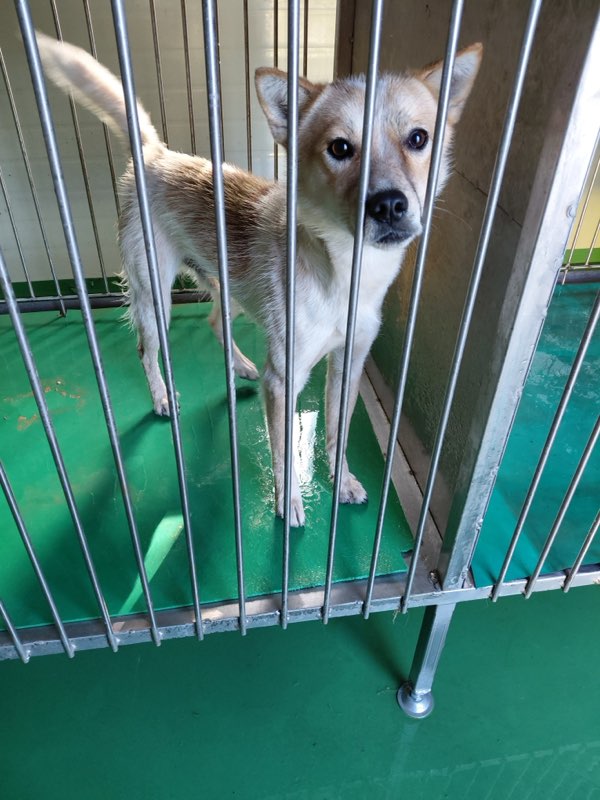 보호중 믹스견의 가…