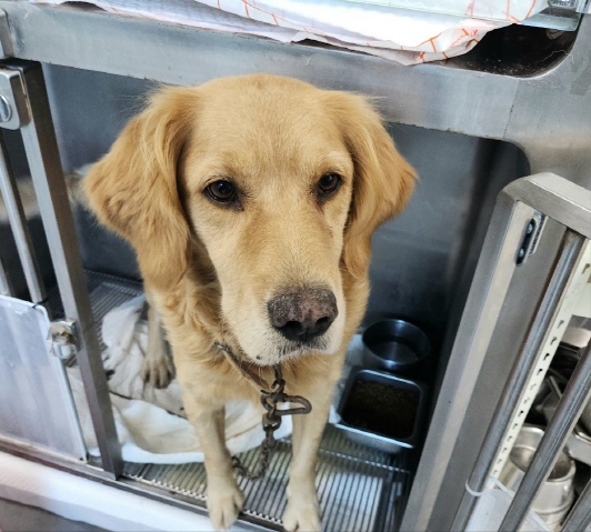 종료(반환) 골든 …