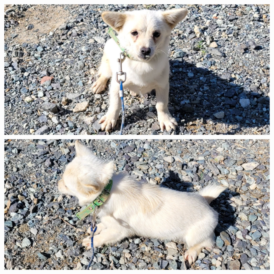 무안군유기동물보호소_446495202500349