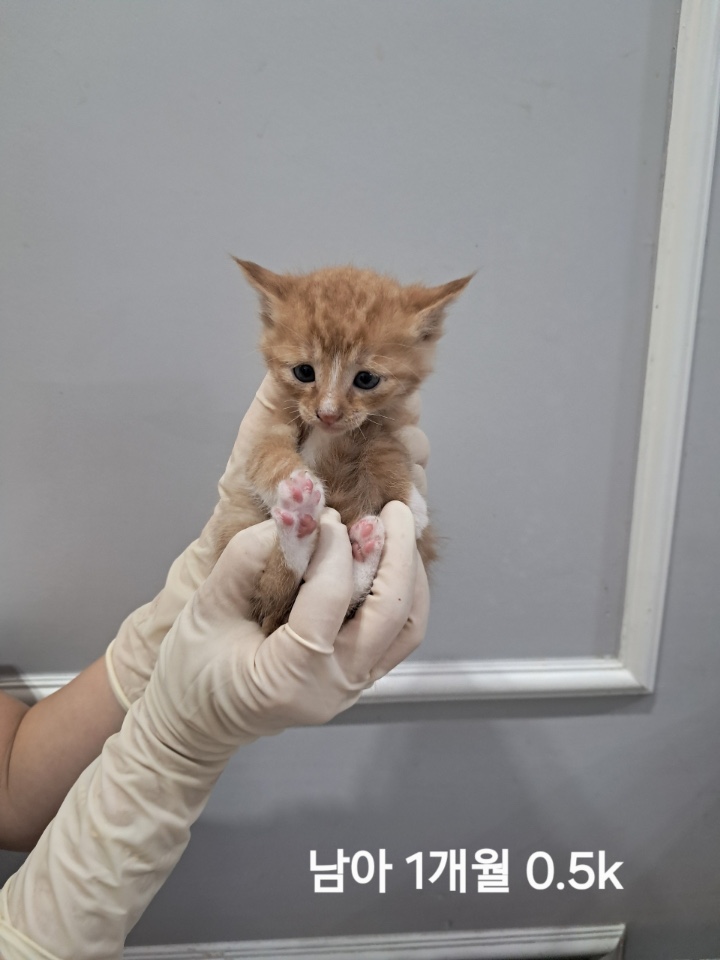 옥천동물병원_443443202500711