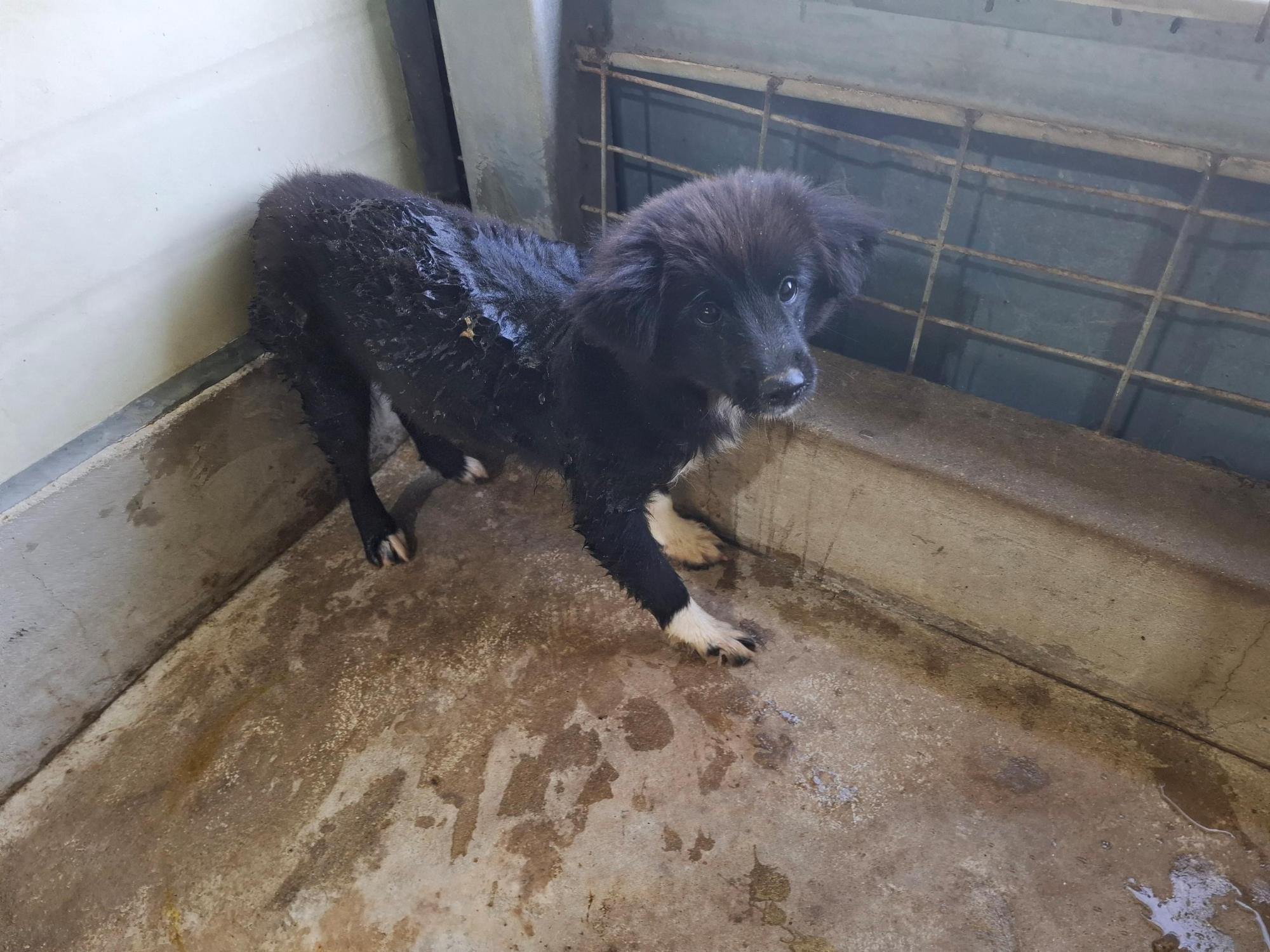 보호중 믹스견의 가…