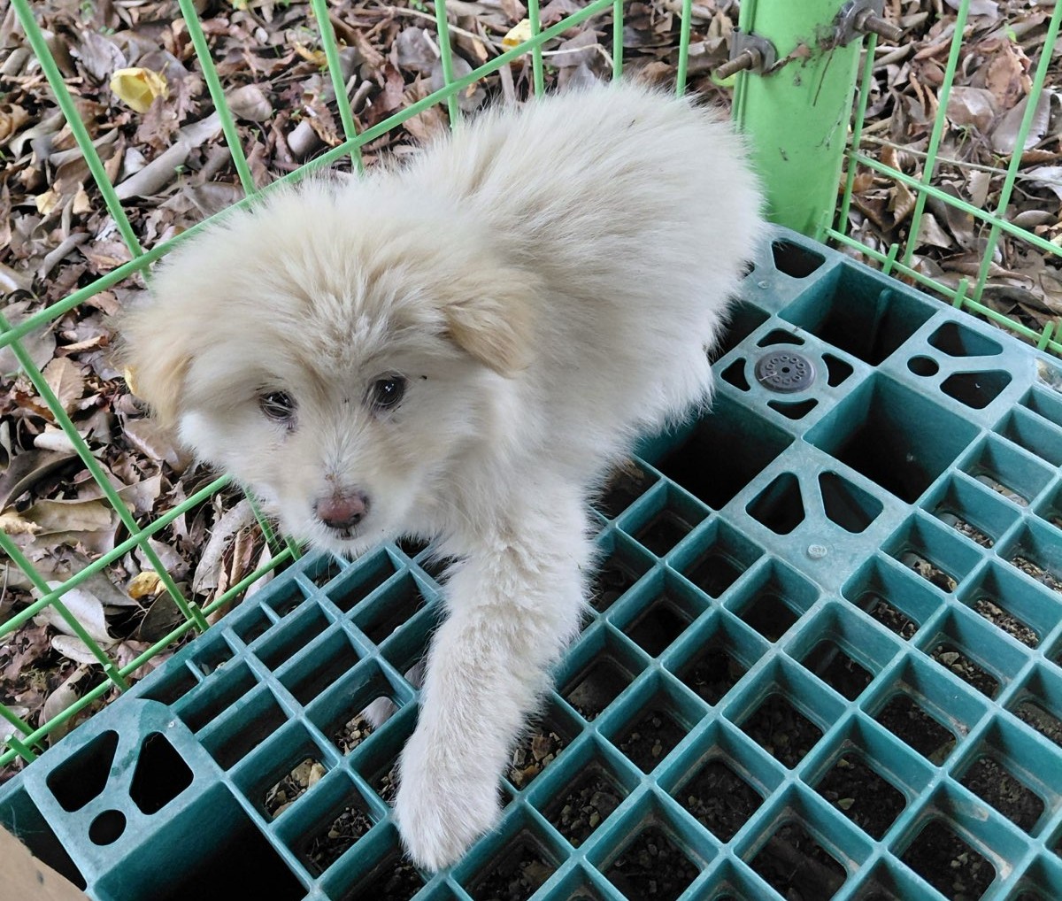 보령시유기동물보호소_444451202501013