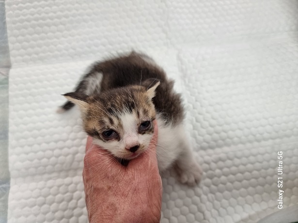 종료(입양) 한국 …