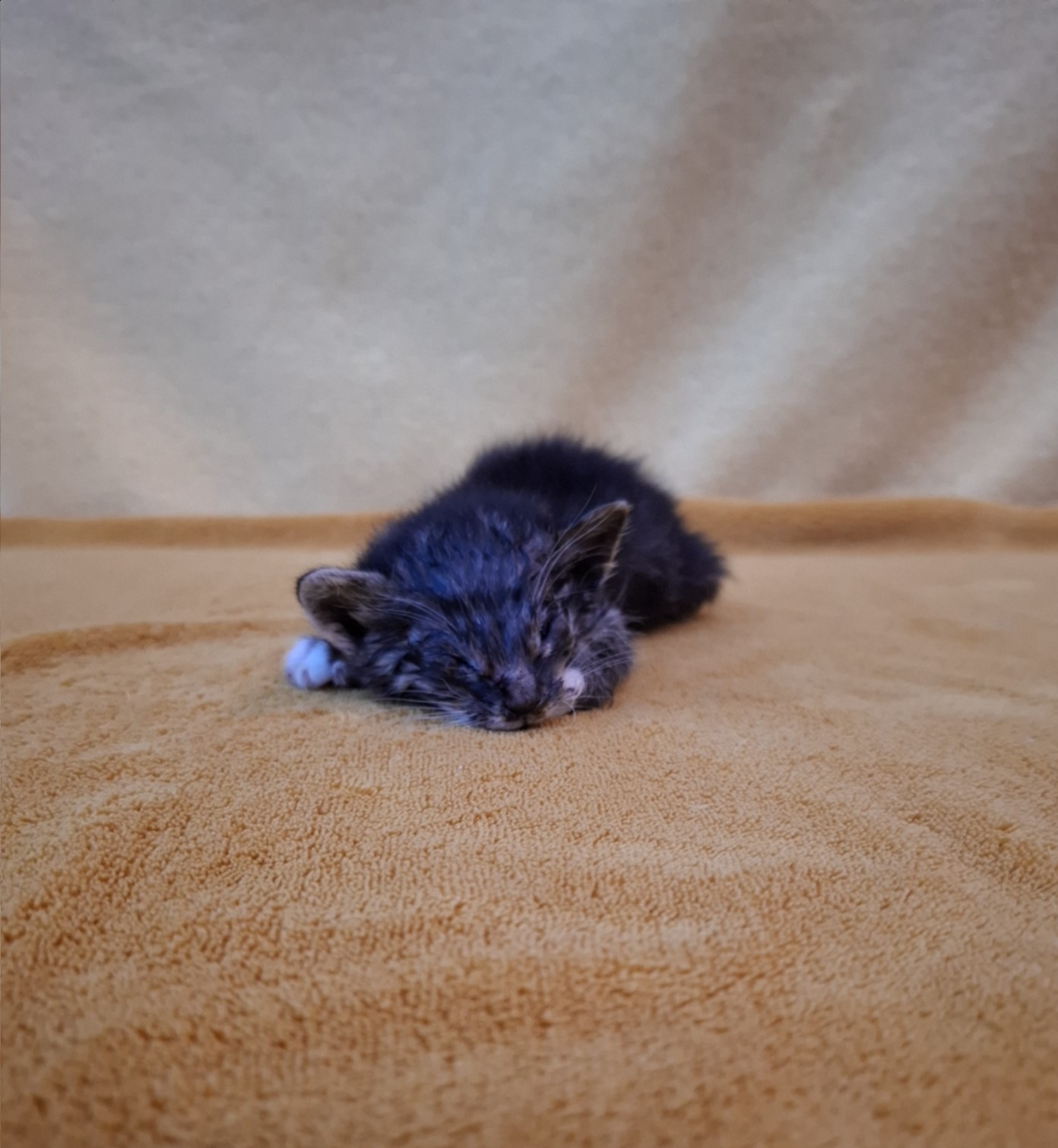 군산유기동물보호센터_445467202501974