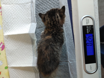 (사)동부동물보호협회_426330202500384