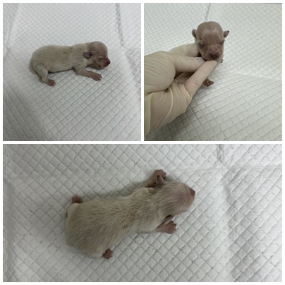 논산시 동물보호센터_444454202501021