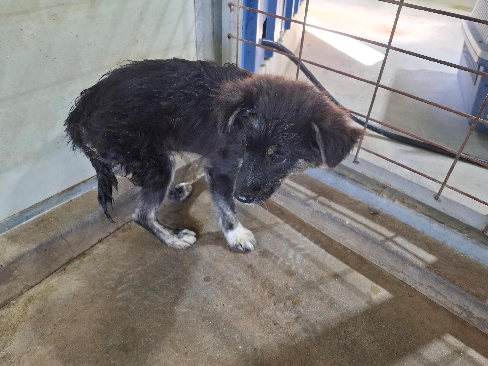 고흥군임시보호센터_446488202500294