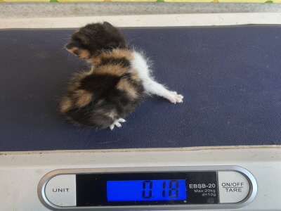 (사)동부동물보호협회_426330202500385