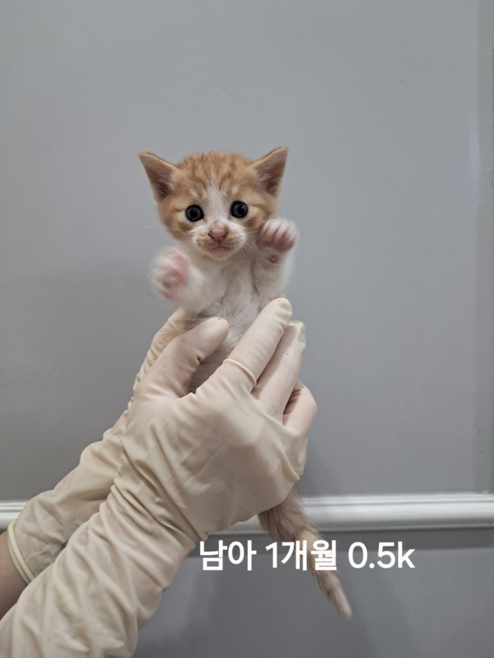 보호중 한국 고양이…