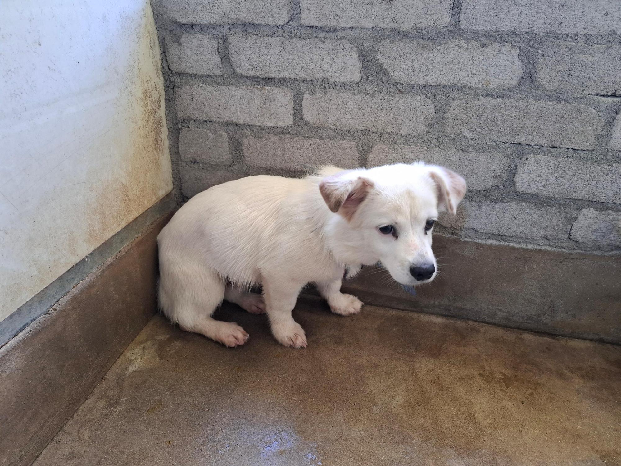 고흥군임시보호센터_446488202500298