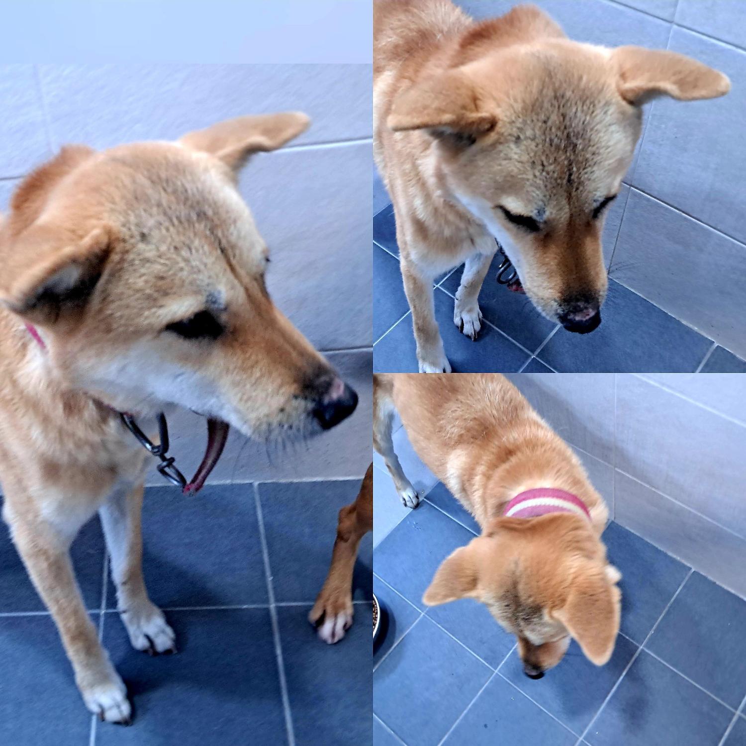 종료(반환) 믹스견…