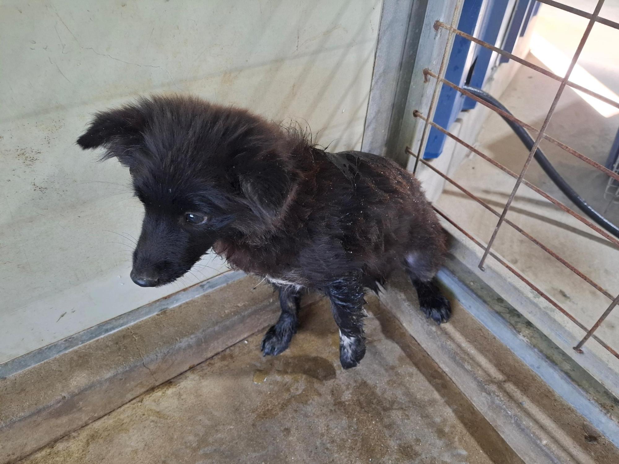 보호중 믹스견의 가…