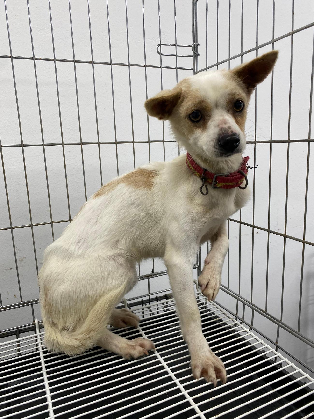 구미시 동물보호센터_447508202501306