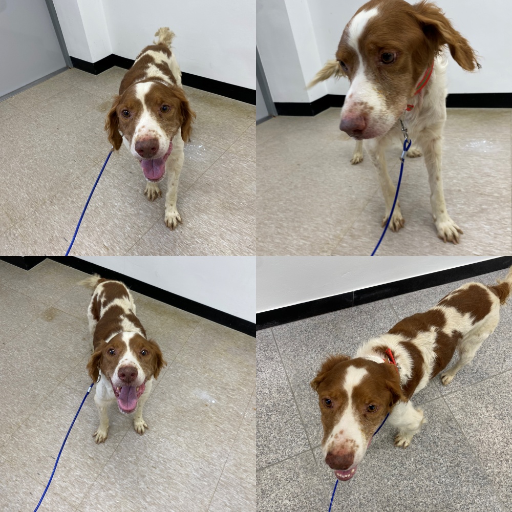 종료(반환) 브리타…