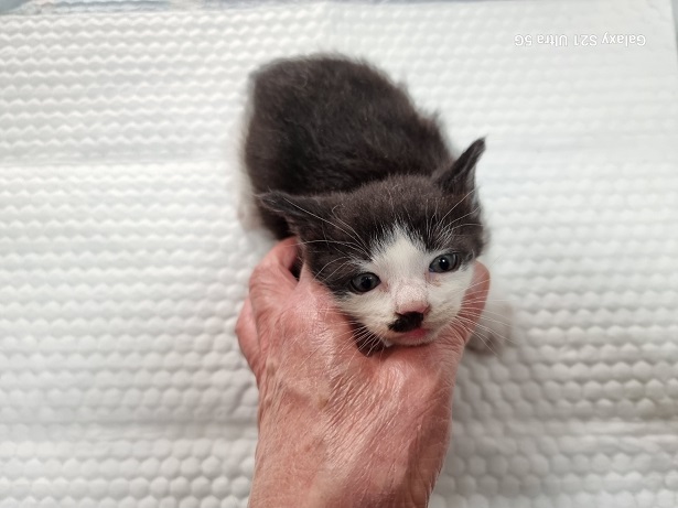 종료(입양) 한국 …