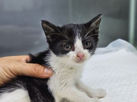 보령길고양이보호협회_444451202501015