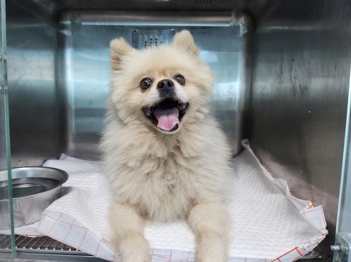 광주동물보호센터_429363202500892