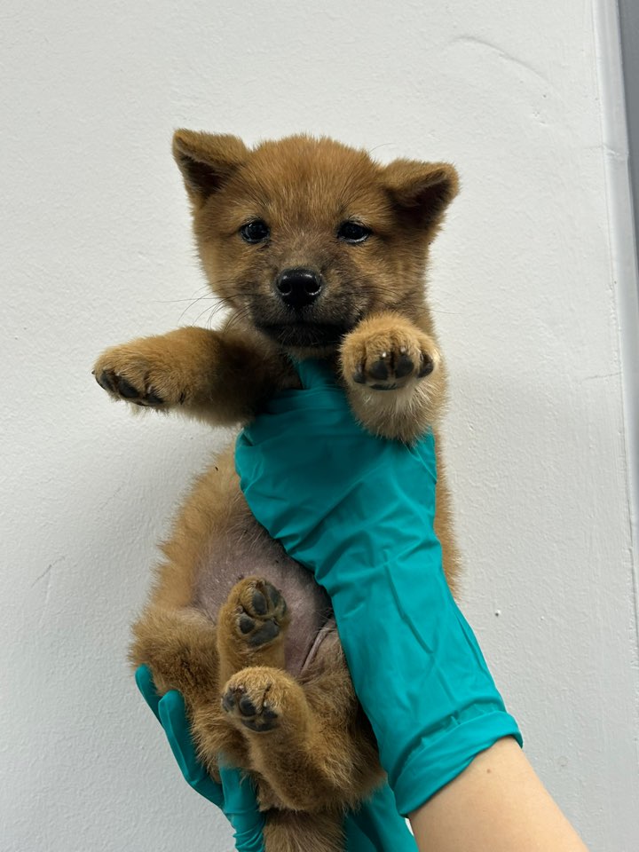 종료(입양) 믹스견…