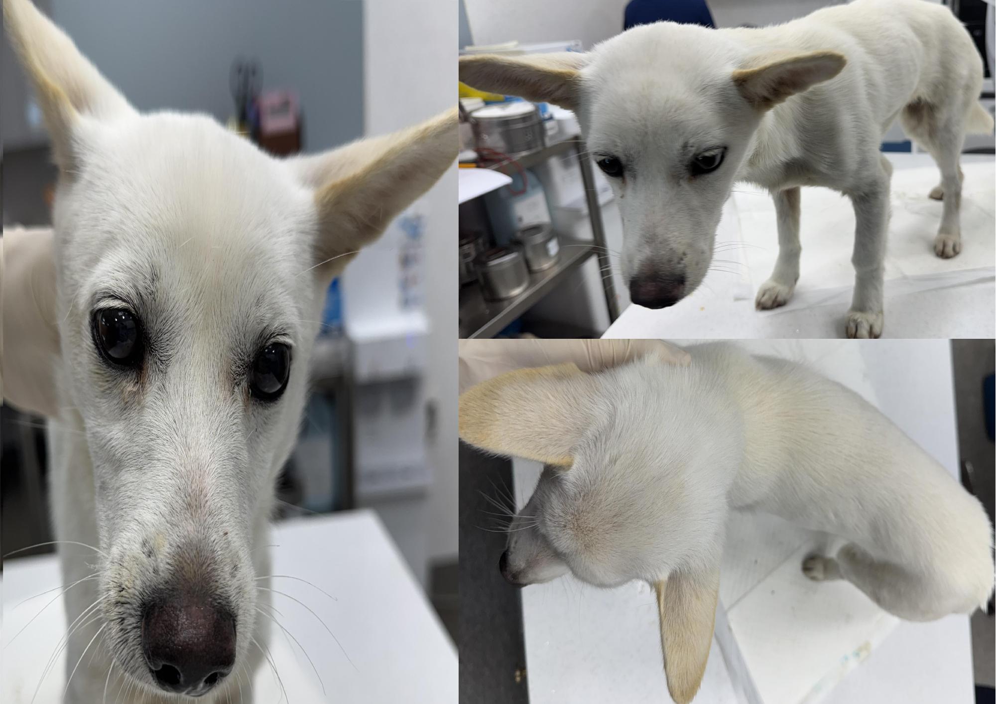 서산시 동물보호센터_444453202501171