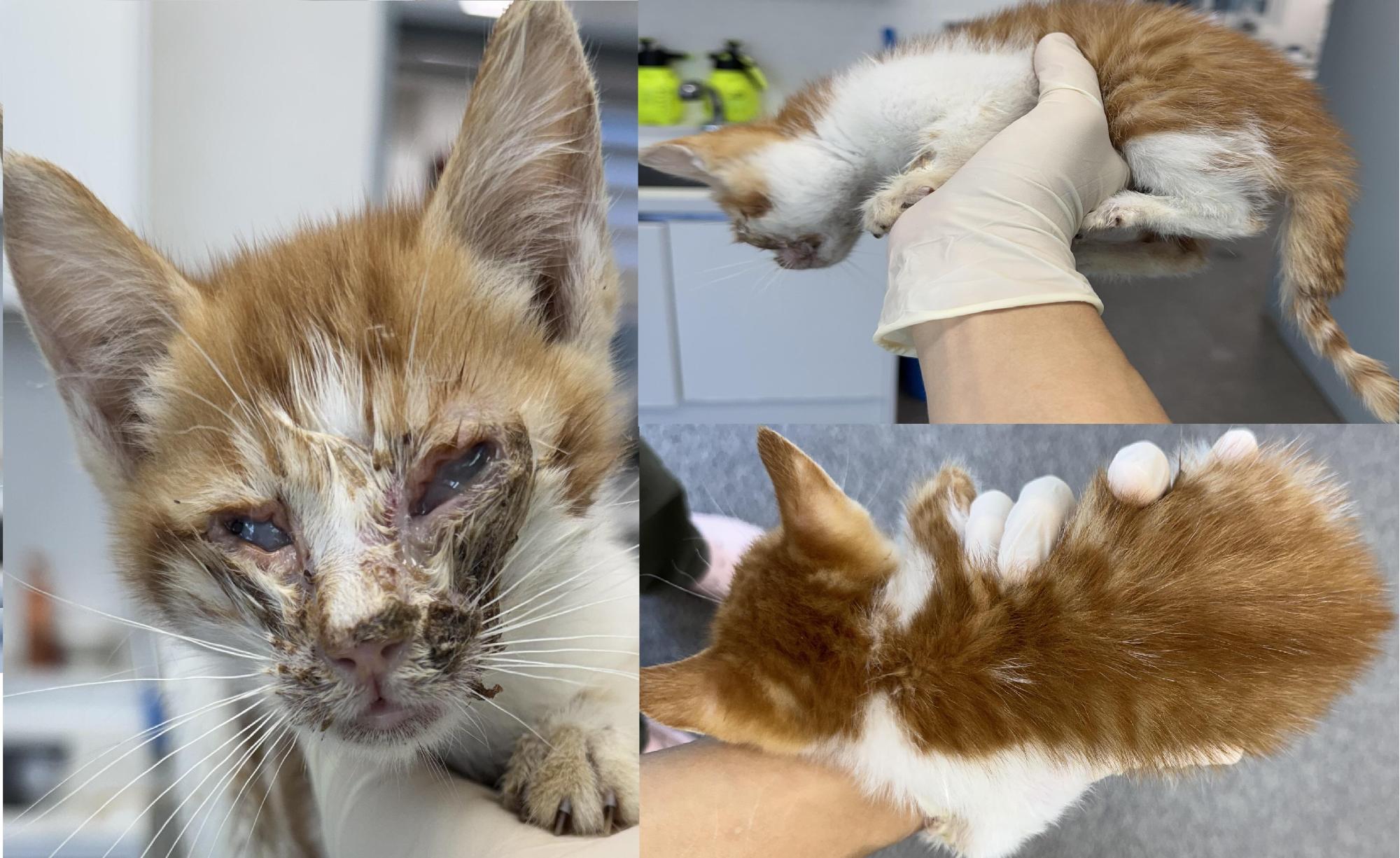 종료(자연사) 한국…