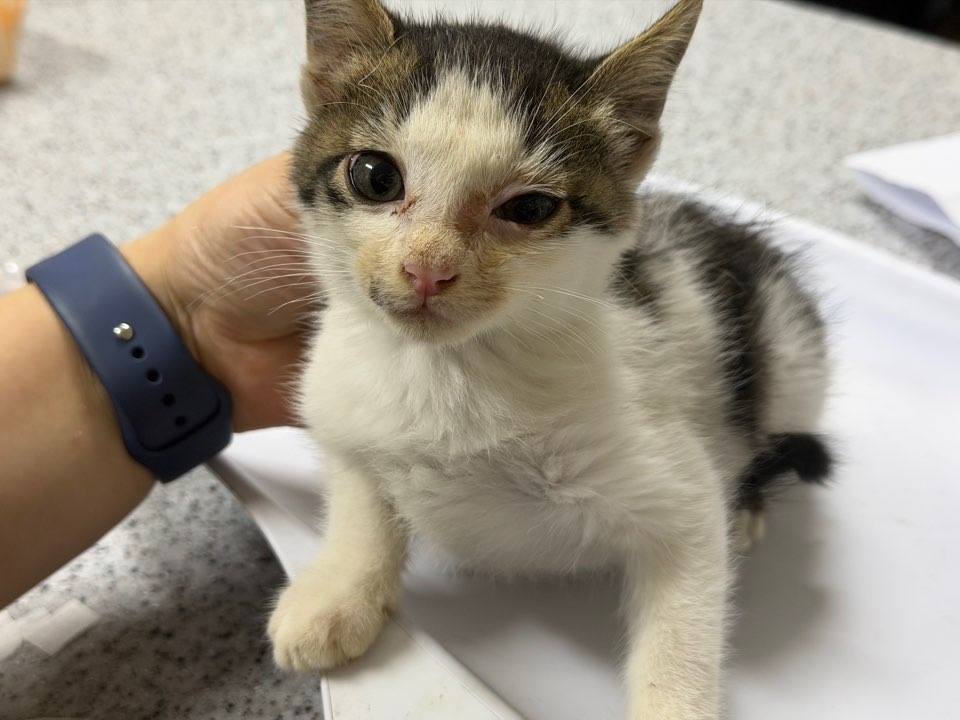 광주동물보호센터_429363202500893