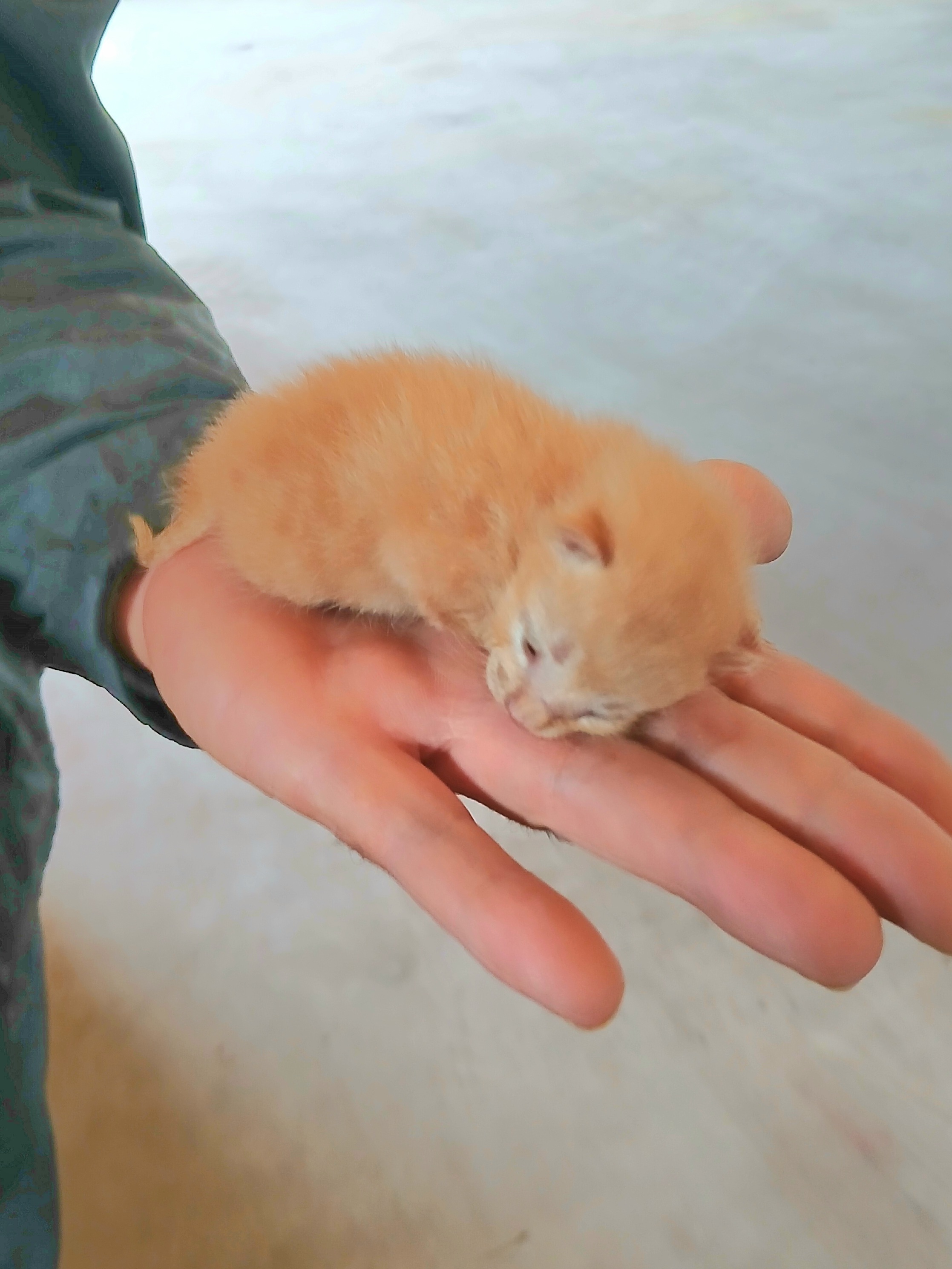 보호중 믹스묘의 가…