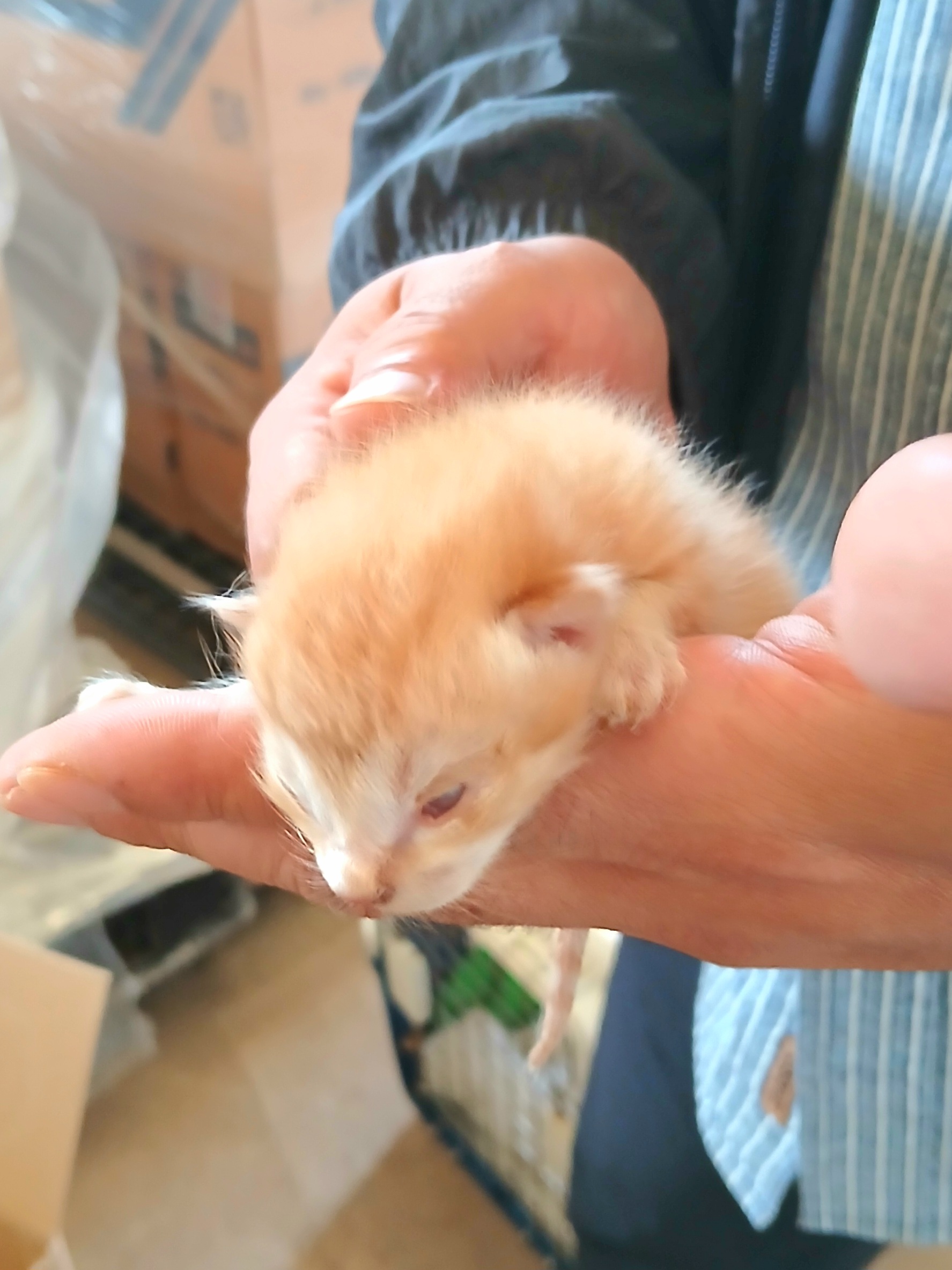 보호중 믹스묘의 가…